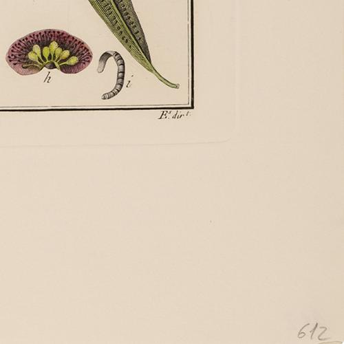 Oleandra Neriformis