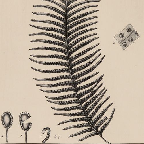 Polypodium Elegans