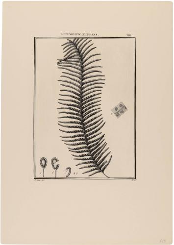 Polypodium Elegans