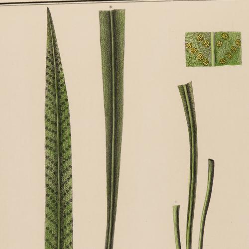 Polypodium Longifolium