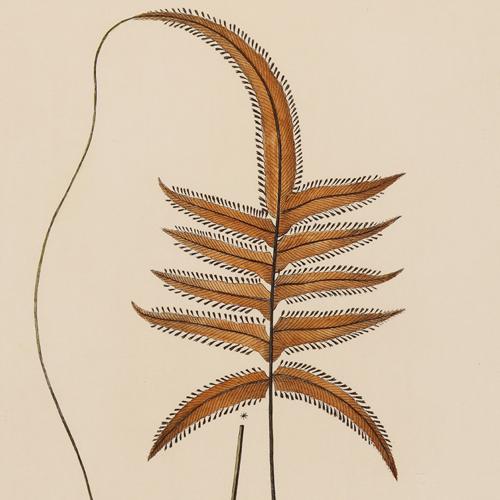 Trichomanes Rhizophylla