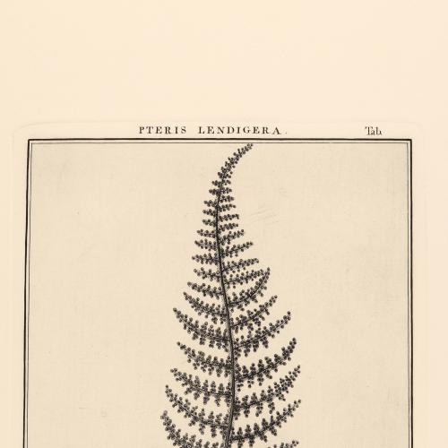 Pteris Lendigera