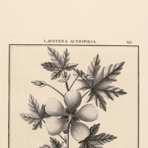 Lavatera Acerifolia
