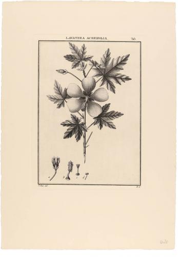 Lavatera Acerifolia