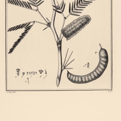 Mimosa Siliquastrum