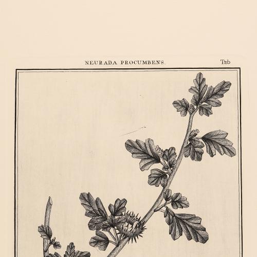 Neurada Procumbens