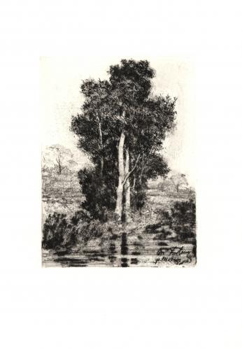 Árbol al borde del agua