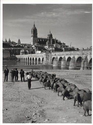 Piara de cerdos a orillas del río Tormes (Salamanca)