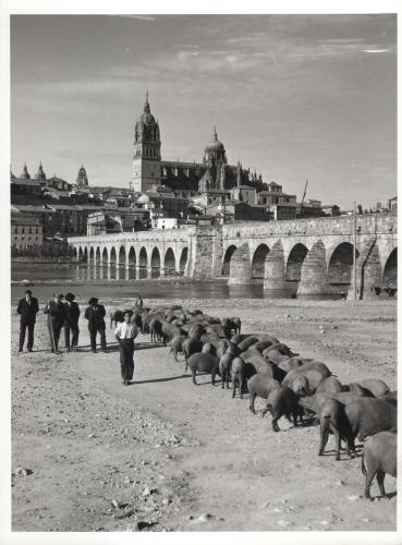 Piara de cerdos a orillas del río Tormes (Salamanca)