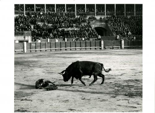 Caída al descubierto de Belmonte, tras entrar a matar (Madrid)