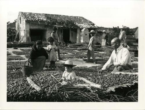 Población rural secando frutos (Mallorca)
