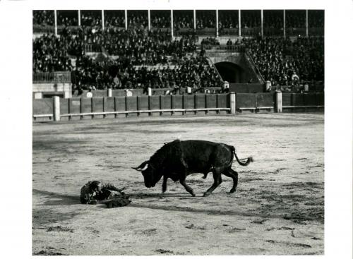 Caída al descubierto de Belmonte, tras entrar a matar (Madrid)