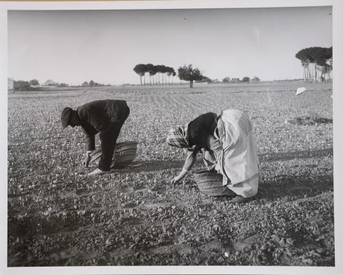 Campesinos recogiendo el azafrán (Provincia de Albacete)