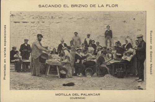 Sacando el brizno de la flor (Motilla del Palancar-Cuenca)