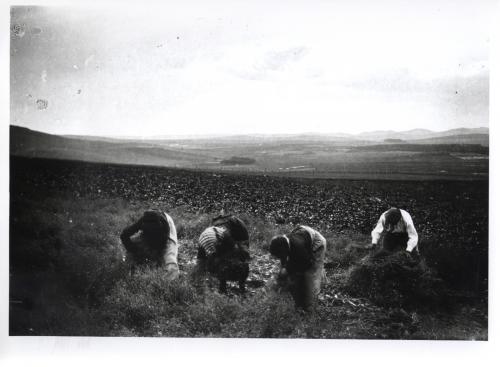 Trabajando en el campo (Ciudad Real)