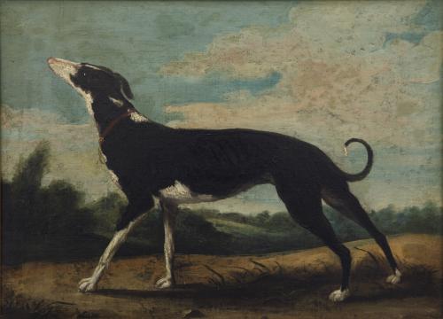 Galgo cazador