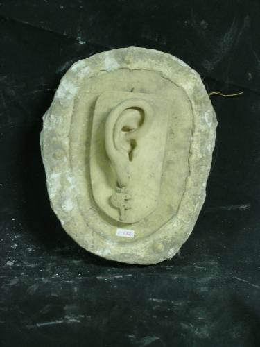 Oreja femenina (modelo)